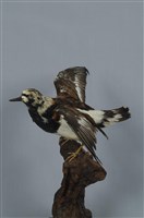 藏品(翻石鷸)的圖片